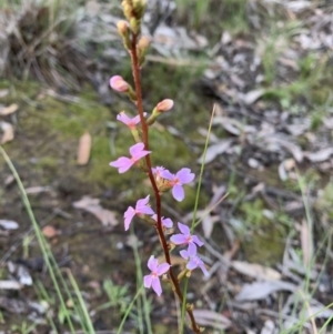 Stylidium sp. at Nanima, NSW - 20 Sep 2020