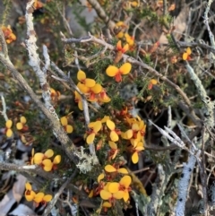 Dillwynia phylicoides (A Parrot-pea) at Nanima, NSW - 20 Sep 2020 by 81mv