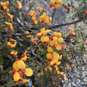 Dillwynia phylicoides at Nanima, NSW - 20 Sep 2020