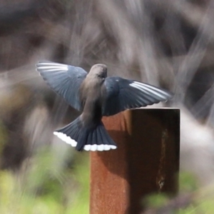 Artamus cyanopterus cyanopterus at Fyshwick, ACT - 19 Sep 2020