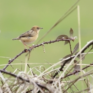 Cisticola exilis at Fyshwick, ACT - 19 Sep 2020 11:12 AM