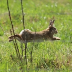 Oryctolagus cuniculus (European Rabbit) at Fyshwick, ACT - 19 Sep 2020 by RodDeb