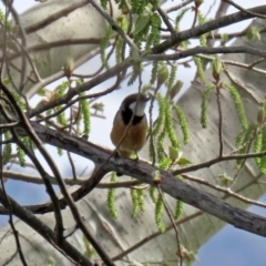 Pachycephala rufiventris at Fyshwick, ACT - 19 Sep 2020