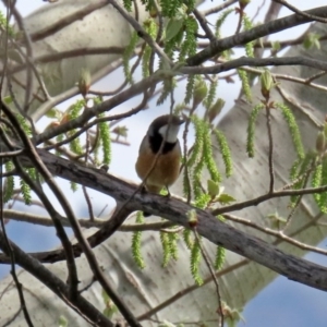 Pachycephala rufiventris at Fyshwick, ACT - 19 Sep 2020