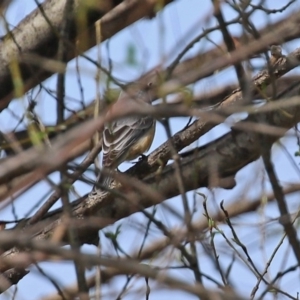 Pachycephala rufiventris at Fyshwick, ACT - 19 Sep 2020