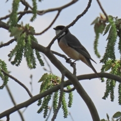 Pachycephala rufiventris at Fyshwick, ACT - 19 Sep 2020