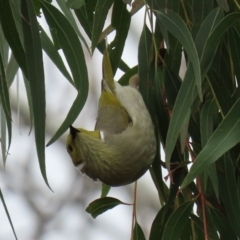 Ptilotula penicillata (White-plumed Honeyeater) at Fyshwick, ACT - 19 Sep 2020 by RodDeb