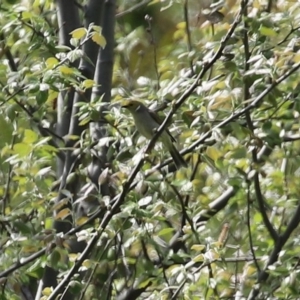 Ptilotula penicillata at Fyshwick, ACT - 19 Sep 2020