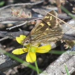 Herimosa albovenata (White-veined Sand-skipper) at Theodore, ACT - 19 Sep 2020 by Christine