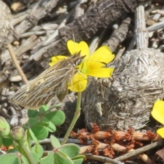 Herimosa albovenata at suppressed - 19 Sep 2020