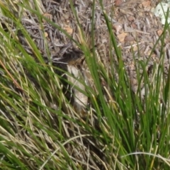 Herimosa albovenata at suppressed - 19 Sep 2020