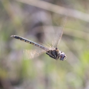 Hemicordulia tau at Michelago, NSW - 19 Sep 2020