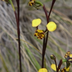 Diuris pardina (Leopard Doubletail) at Downer, ACT - 18 Sep 2020 by ClubFED