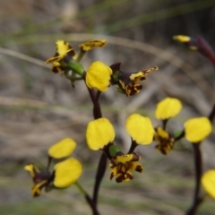 Diuris pardina at Downer, ACT - 18 Sep 2020