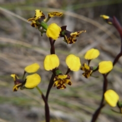 Diuris pardina at Downer, ACT - 18 Sep 2020