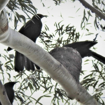 Corcorax melanorhamphos (White-winged Chough) at Tharwa, ACT - 20 Sep 2020 by JohnBundock