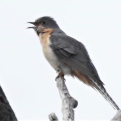 Cacomantis flabelliformis (Fan-tailed Cuckoo) at Paddys River, ACT - 20 Sep 2020 by JohnBundock