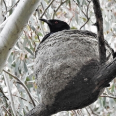 Corcorax melanorhamphos (White-winged Chough) at Tharwa, ACT - 20 Sep 2020 by JohnBundock