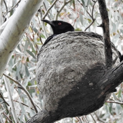 Corcorax melanorhamphos (White-winged Chough) at Tharwa, ACT - 20 Sep 2020 by JohnBundock