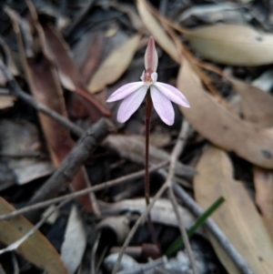 Caladenia fuscata at Carwoola, NSW - 20 Sep 2020