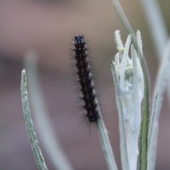 Nyctemera amicus (Senecio Moth, Magpie Moth, Cineraria Moth) at Hughes, ACT - 20 Sep 2020 by LisaH