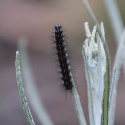 Nyctemera amicus (Senecio Moth, Magpie Moth, Cineraria Moth) at Hughes, ACT - 20 Sep 2020 by LisaH