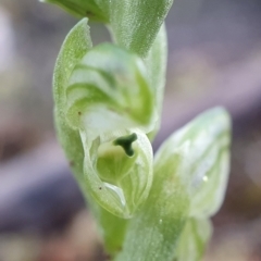 Hymenochilus cycnocephalus (Swan greenhood) at Denman Prospect, ACT - 20 Sep 2020 by shoko