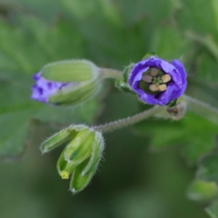 Erodium crinitum (Native Crowfoot) at O'Connor, ACT - 18 Sep 2020 by ConBoekel