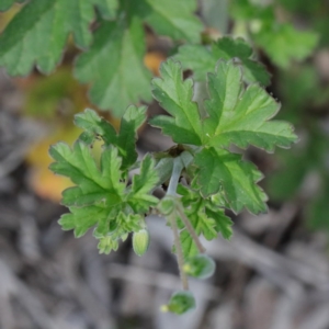 Erodium crinitum at O'Connor, ACT - 19 Sep 2020