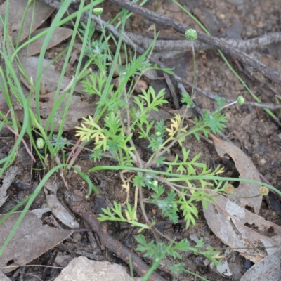 Cotula australis (Common Cotula, Carrot Weed) at O'Connor, ACT - 19 Sep 2020 by ConBoekel