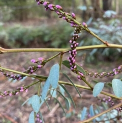 Indigofera australis subsp. australis (Australian Indigo) at Coree, ACT - 20 Sep 2020 by KL