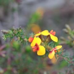 Dillwynia phylicoides (A Parrot-pea) at O'Connor, ACT - 19 Sep 2020 by ConBoekel