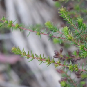 Dillwynia phylicoides at O'Connor, ACT - 19 Sep 2020