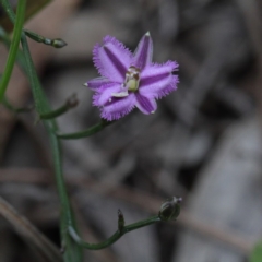 Thysanotus patersonii (Twining Fringe Lily) at O'Connor, ACT - 19 Sep 2020 by ConBoekel