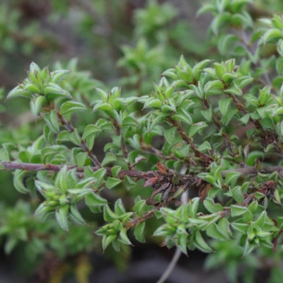 Pultenaea procumbens (Bush Pea) at O'Connor, ACT - 18 Sep 2020 by ConBoekel