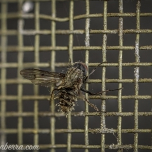 Entomophthora sp. (genus) at Hughes, ACT - 23 Aug 2020