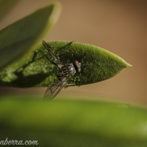 Entomophthora sp. (genus) at Hughes, ACT - 23 Aug 2020