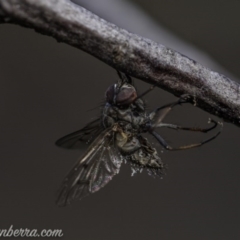 Entomophthora sp. (genus) at Hughes, ACT - 23 Aug 2020 11:21 AM