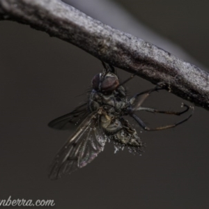 Entomophthora sp. (genus) at Hughes, ACT - 23 Aug 2020