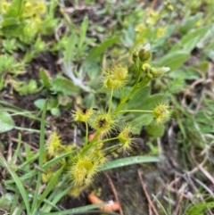 Drosera gunniana (Pale Sundew) at Coree, ACT - 20 Sep 2020 by KL