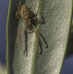 Araneus talipedatus (Slender green orb-weaver) at Hughes, ACT - 5 Sep 2020 by BIrdsinCanberra