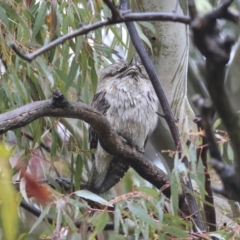 Podargus strigoides (Tawny Frogmouth) at Hawker, ACT - 19 Sep 2020 by AlisonMilton