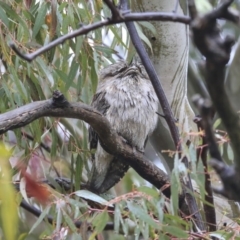 Podargus strigoides (Tawny Frogmouth) at Hawker, ACT - 20 Sep 2020 by AlisonMilton