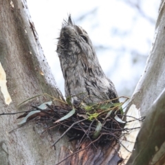 Podargus strigoides (Tawny Frogmouth) at Hawker, ACT - 20 Sep 2020 by AlisonMilton