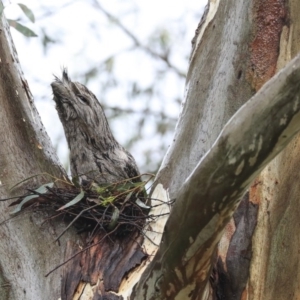 Podargus strigoides at Hawker, ACT - 20 Sep 2020