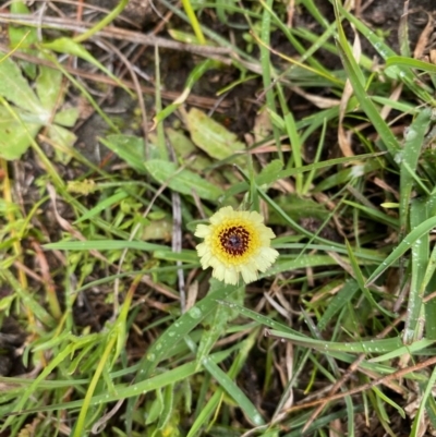 Tolpis barbata (Yellow Hawkweed) at Coree, ACT - 20 Sep 2020 by KL