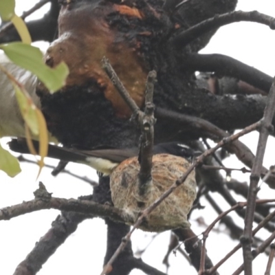 Rhipidura leucophrys (Willie Wagtail) at The Pinnacle - 20 Sep 2020 by AlisonMilton