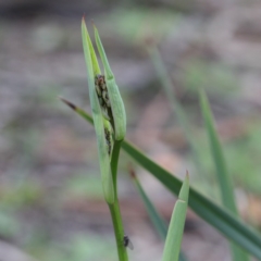 Dianella revoluta var. revoluta (Black-Anther Flax Lily) at O'Connor, ACT - 19 Sep 2020 by ConBoekel