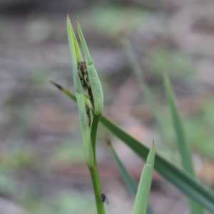 Dianella revoluta var. revoluta at O'Connor, ACT - 19 Sep 2020 09:37 AM