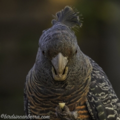 Callocephalon fimbriatum (Gang-gang Cockatoo) at Hughes, ACT - 17 Sep 2020 by BIrdsinCanberra